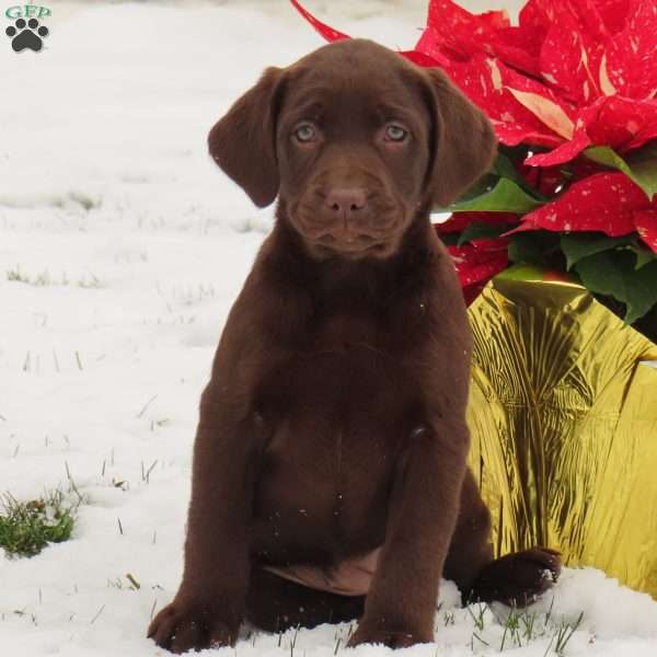 Destiny, Chocolate Labrador Retriever Puppy